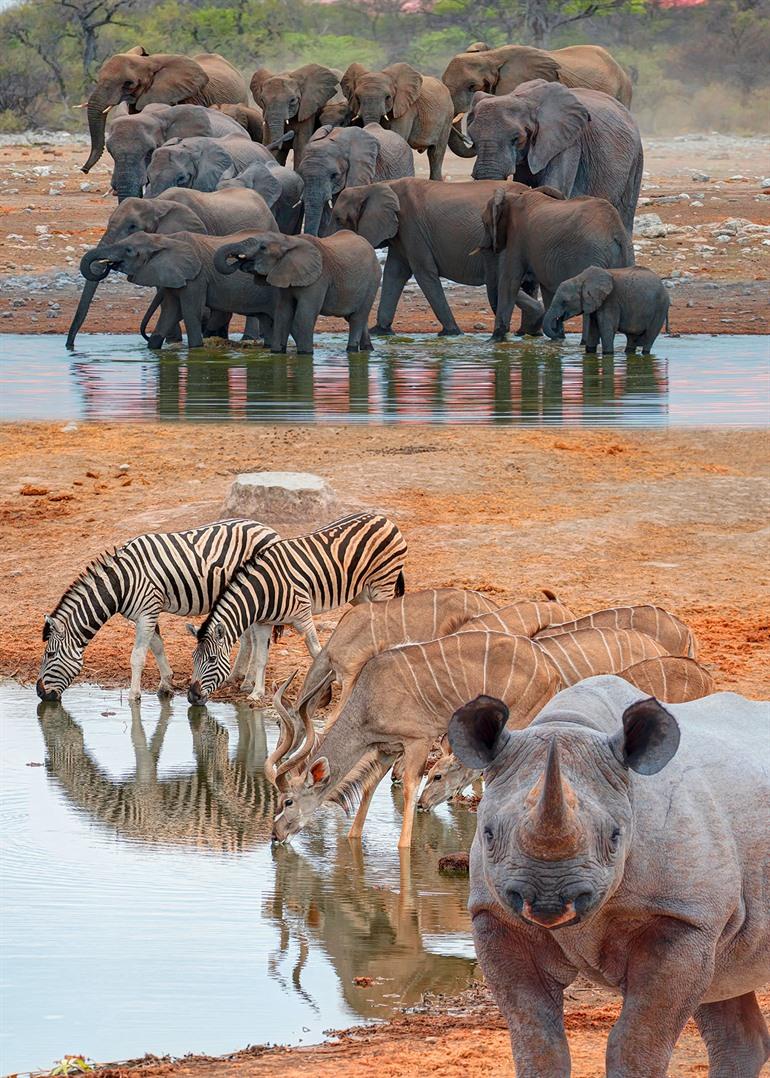 Safari door het Etosha National Park