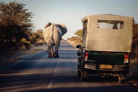 Op safari door het Etosha National Park: alle info & tips 