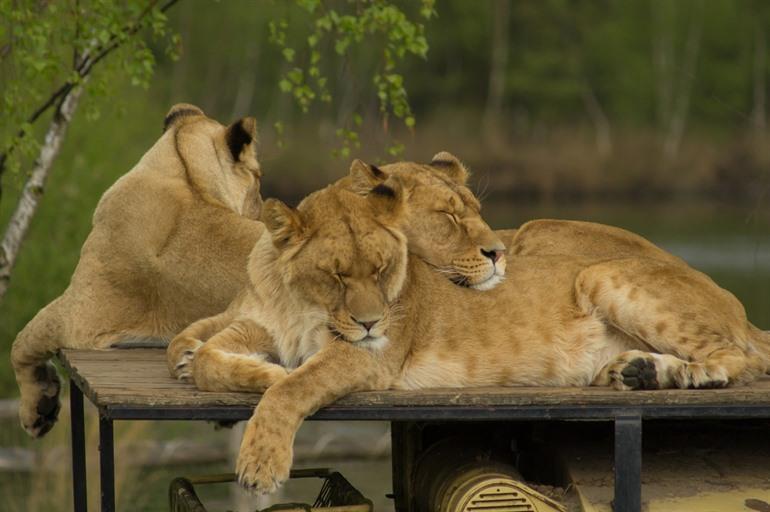 Safaripark Beekse Bergen