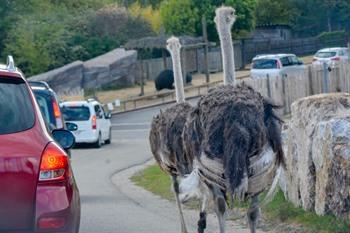 Safaripark van Peaugres in de Ardèche