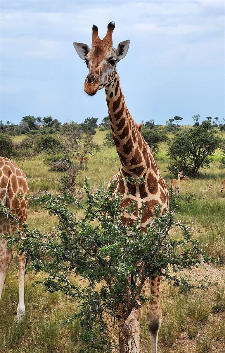 Safaritocht langs Oeganda's wildlife