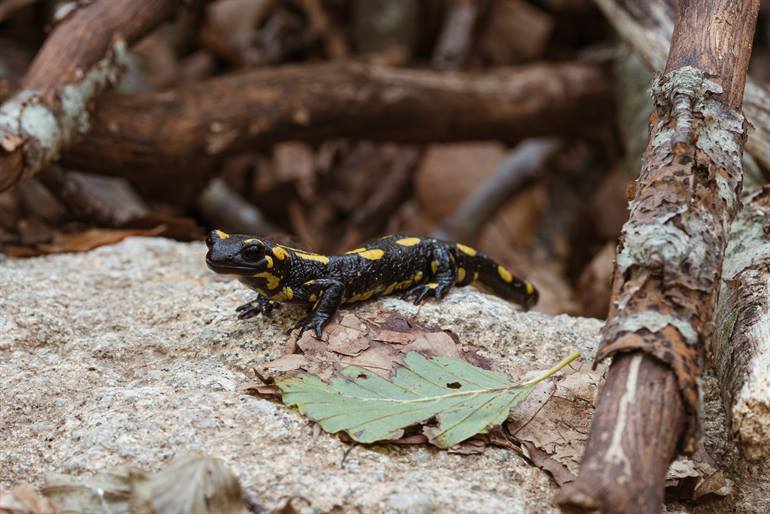 Salamander in het Parc Natural del Montseny