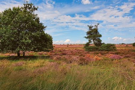 Sallandse Heuvelrug in Nederland
