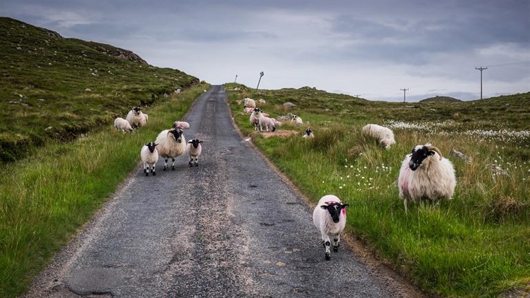 Schapen op de weg in Schotland