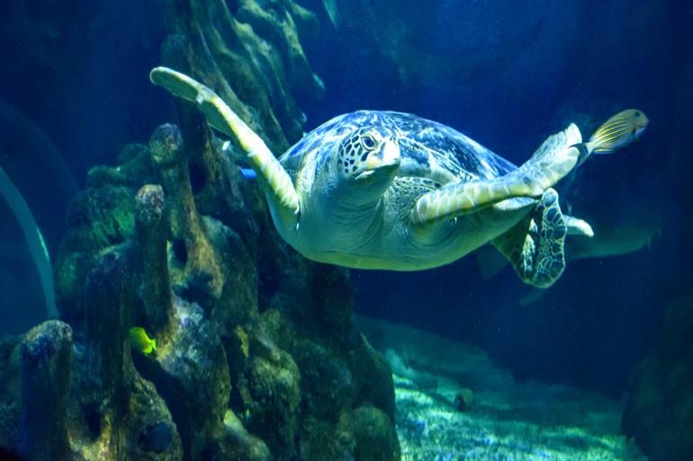 Schildpad in het aquarium
