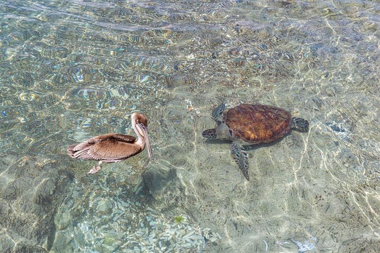 Schildpadden spotten bij Playa Grandi, Curaçao