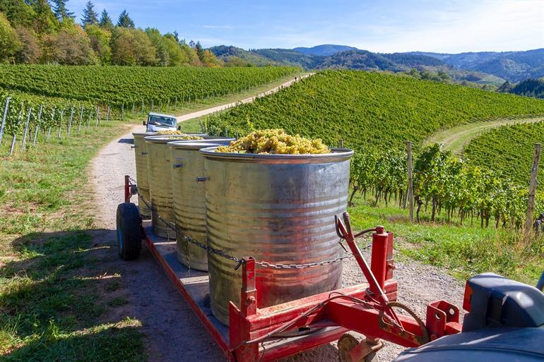 Schloss Staufenberg in Durbach