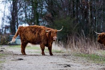 Schotse Hooglander bij het Zwin, Knokke-Heist