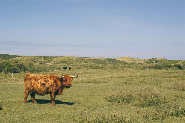 Schotse hooglanders in de duinen