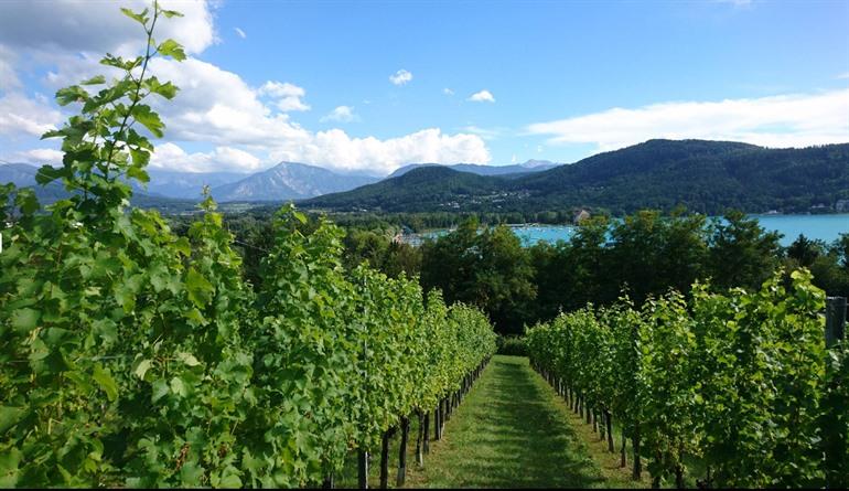 Seewise-wijngaard, Klagenfurt