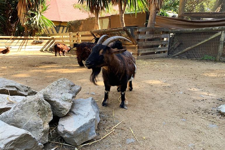 Selwo Aventura, Estepona