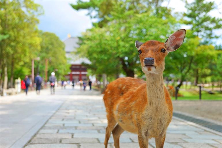 Sikaherten in het Nara Park
