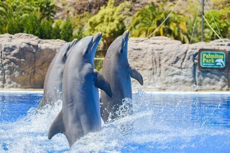 Spectaculaire dolfijnshow in het Palmitos Park bijwonen