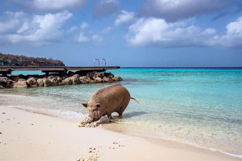 Spot de wilde biggetjes op Playa Porto Marie, Curaçao