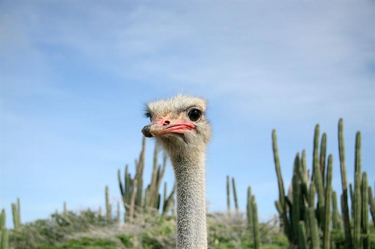 Struisvogelboerderij Aruba, ABC-eilanden