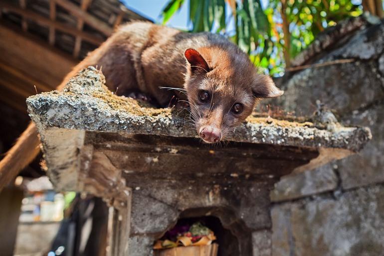 Tam Loewak diertje, bekend om de Kopi luwak