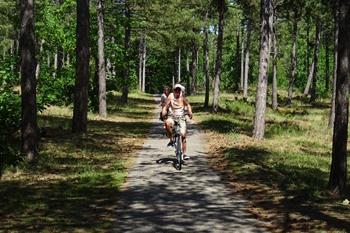 Texel fietsen in dennenbossen