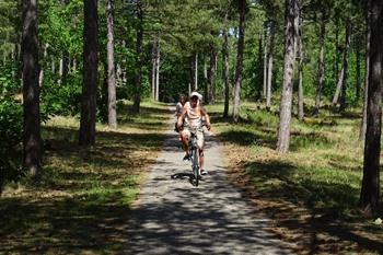 Texel fietsen in dennenbossen