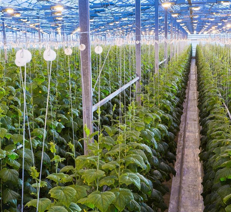 The Green House op Floriade Expo 2022