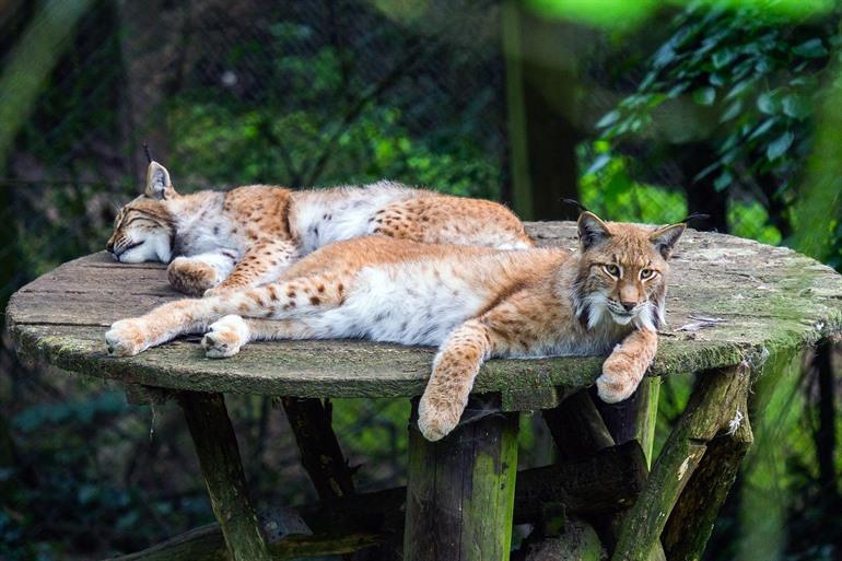 Tierpark Olderdissen bezoeken in Bielefeld