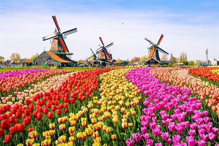 Tulpen Nederland