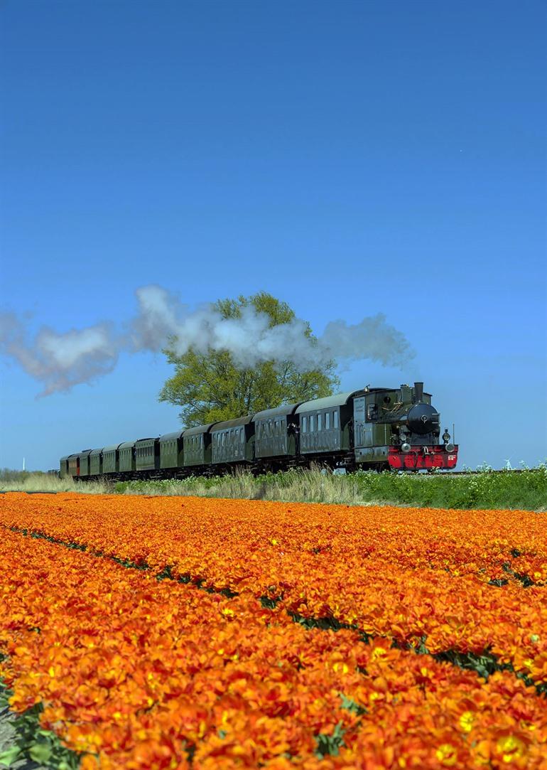 Tulpenvelden in Medemblik, Noord-Holland