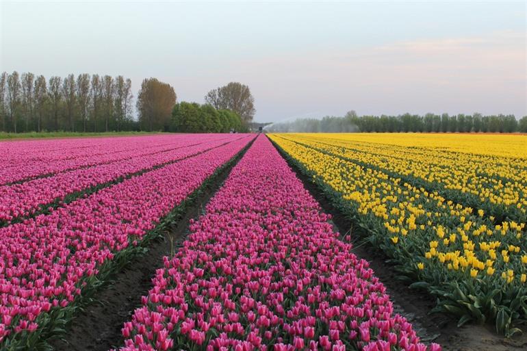 Tulpenvelden in Zeeland