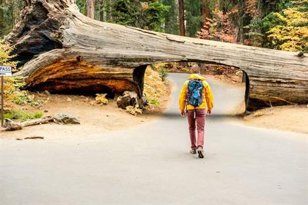 Tunnel Log