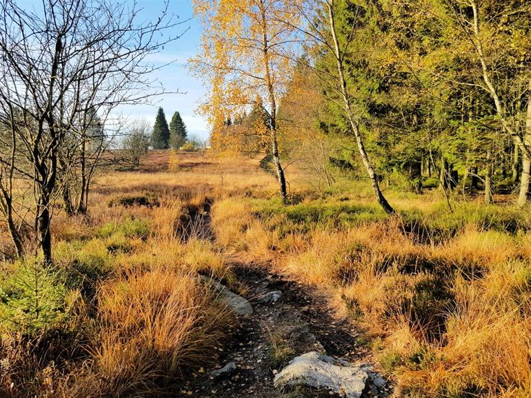 Uitzicht Hoge Venen, Ardennen