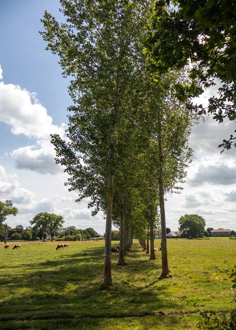 Uitzicht Maaigemdijk langs de oevers van de Oude Leie