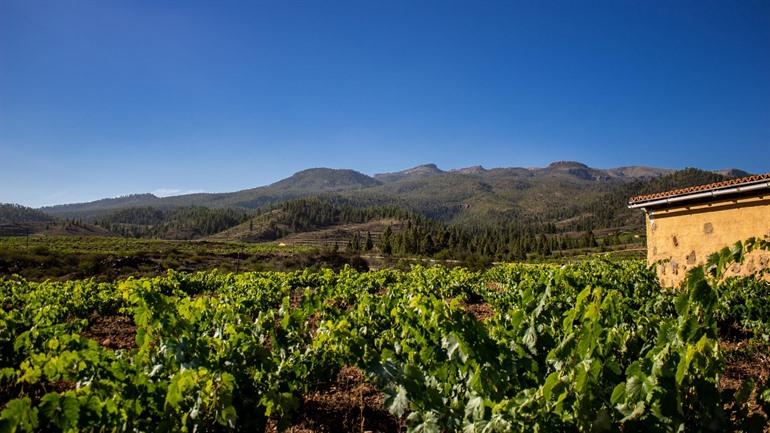 Uitzicht op de wijngaard in Vilaflor, Tenerife