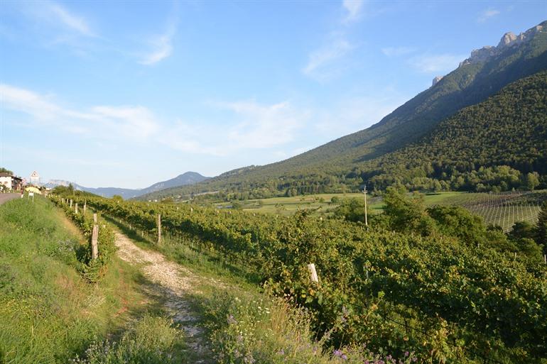 Uitzicht op de wijngaarden Vallagarina-vallei