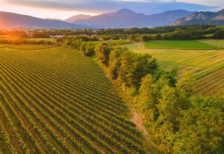 Uitzicht over de wijngaarden in Franciacorta bij zonsondergang, Lombardije