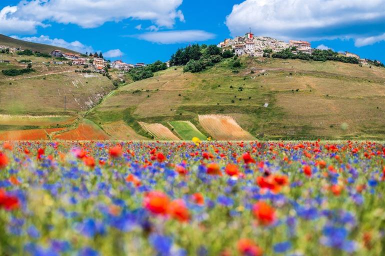 Umbrië bloemvelden met Castelluccio di Norcia op de achtergrond