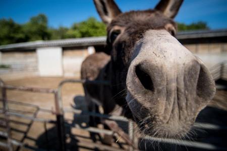 Vakantieboerderij Agriturismo Ostrouska boeken 
