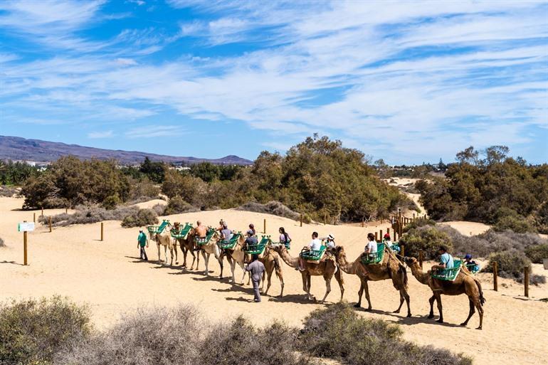 Verken de duinen van Maspalomas op een kameel