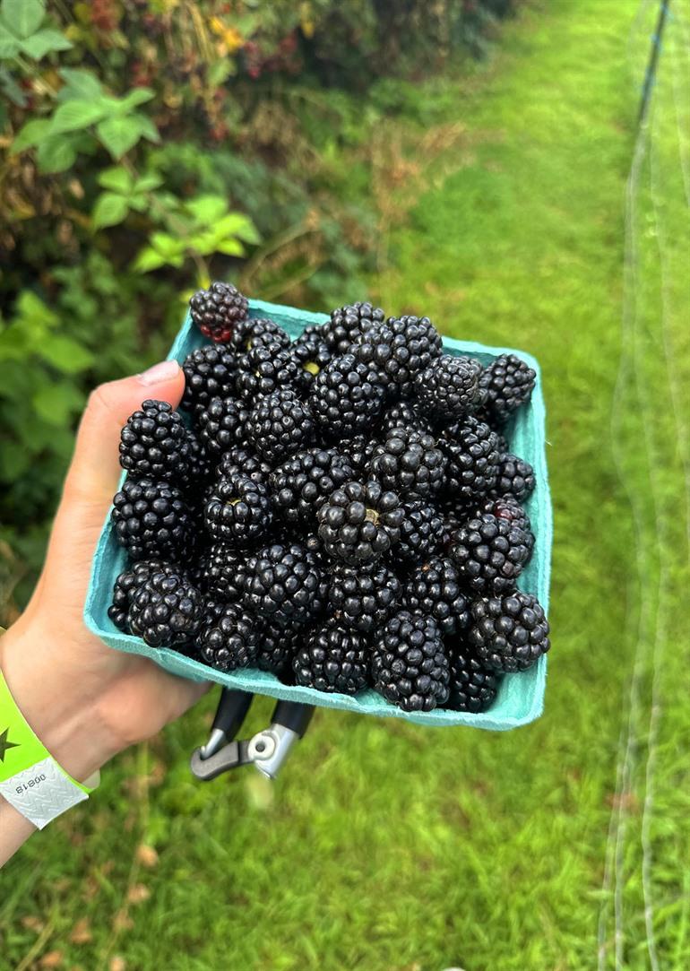 Verse bessen plukken bij de pluktuinen van België