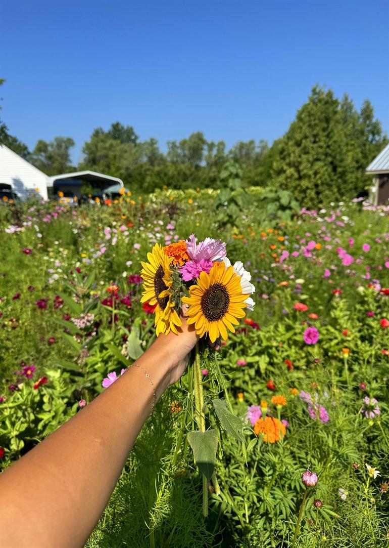 Verse bloemen plukken bij de pluktuinen van België