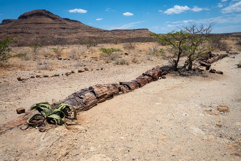 Versteende Woud, Damaraland