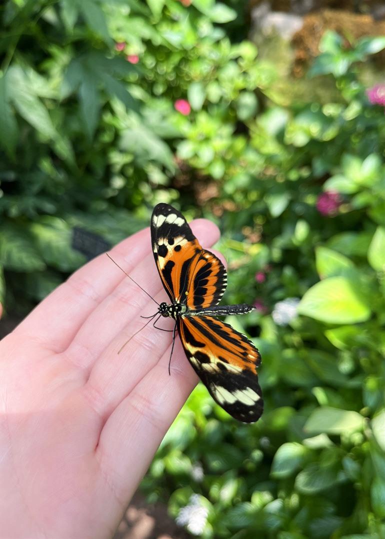 Vlinder in Cockrell Butterfly Center