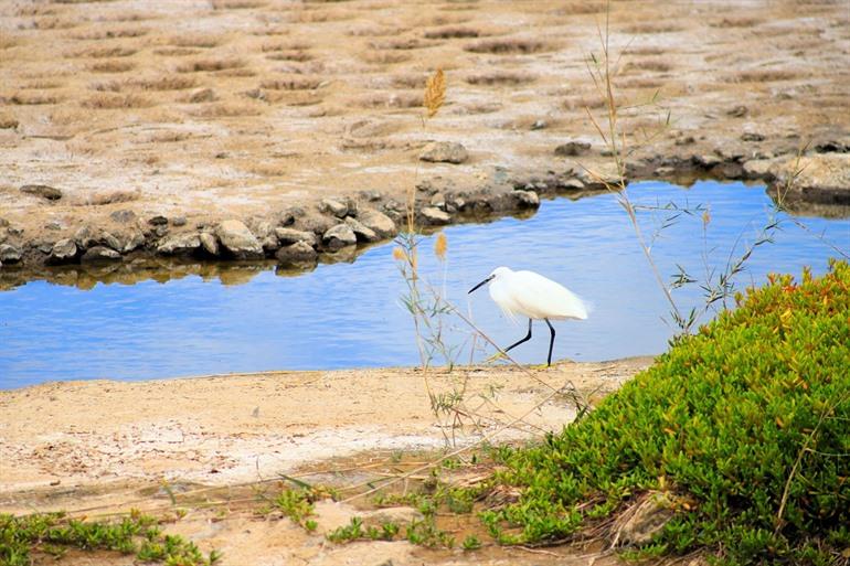 Vogels spotten bij La Charca de Maspalomas, Gran Canaria
