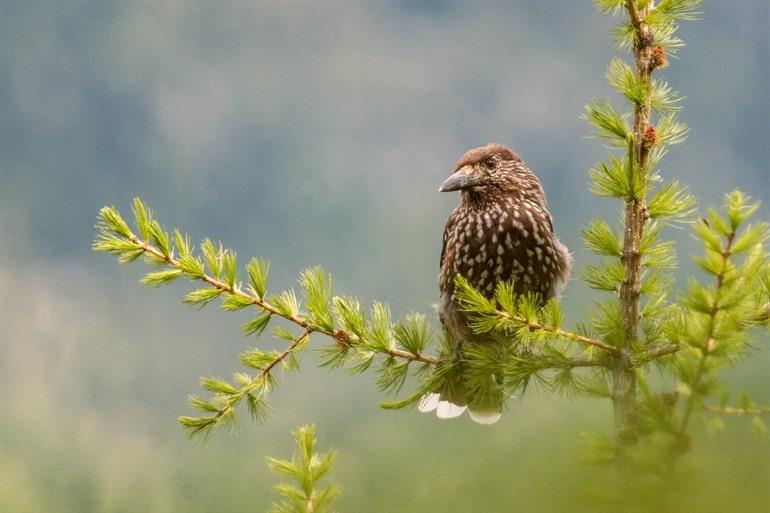 Vogels spotten in het park