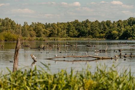 Vogelspotten in de moerassen van Harchies