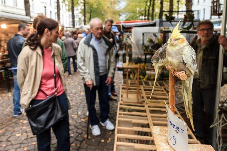 Vogeltjesmarkt in Antwerpen