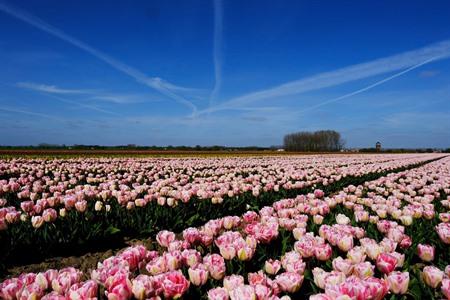 Waar vind je de mooiste tulpenvelden in Blelgië