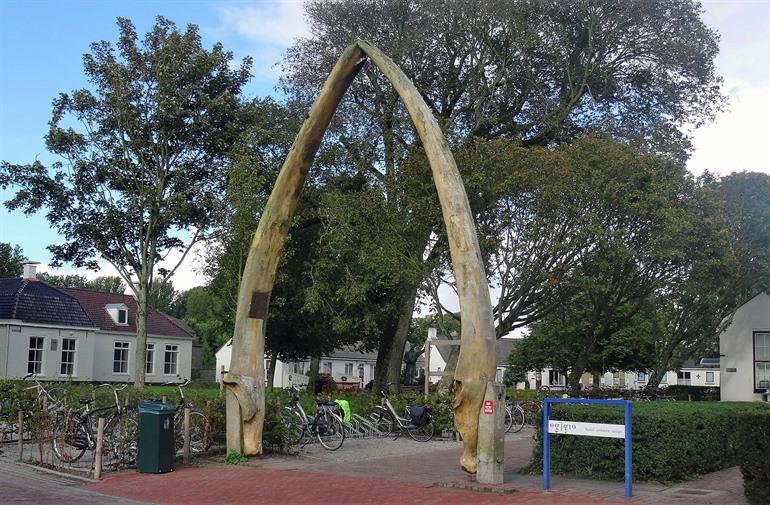 Walviskaak in Schiermonnikoog Dorp