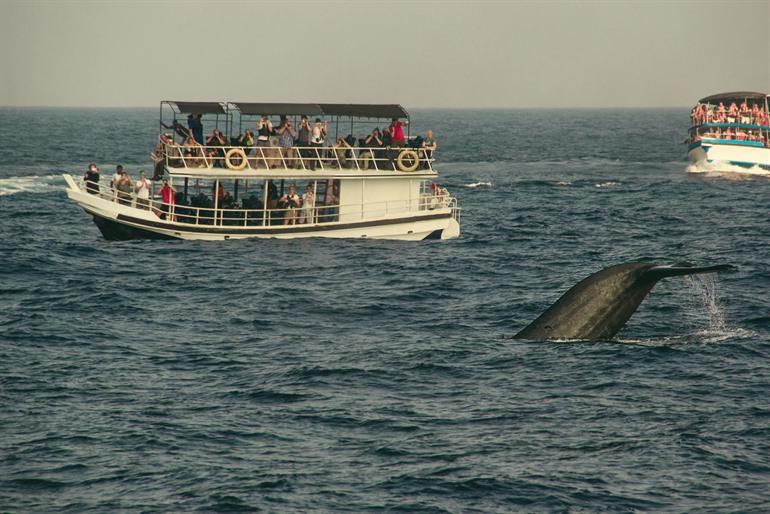 Walvissen en dolfijnen spotten in Mirissa
