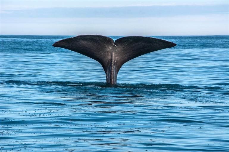 Walvissen spotten op de Vesterålen