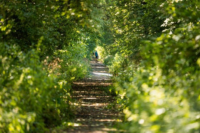 Wandelen door de bossen naast het moeras.