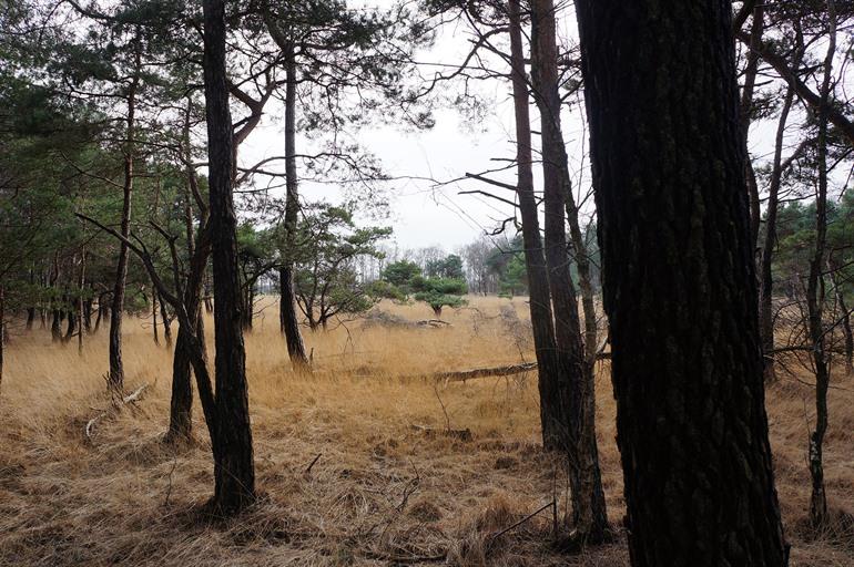 Wandelen in de Landschotse Heide, Middelbeers